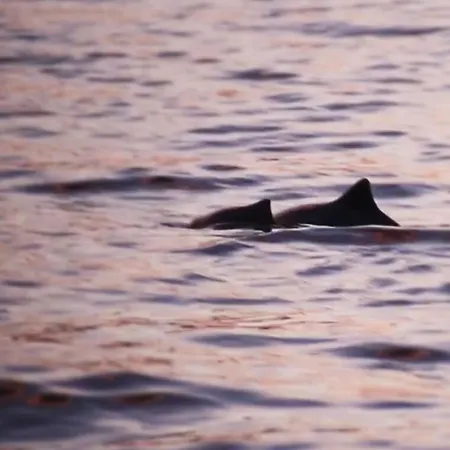 Activities * טרומסה